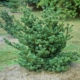 Dwarf Japanese White Pine - #5