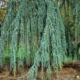 Weeping Blue Atlas Cedar - serpentine - #10