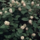 Mount Airey Fothergilla - #3