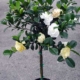 Aimee Yashioka Gardenia P.T. - 10