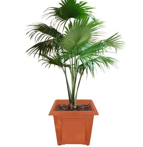Chinese Palm thomsonslandscaping.com