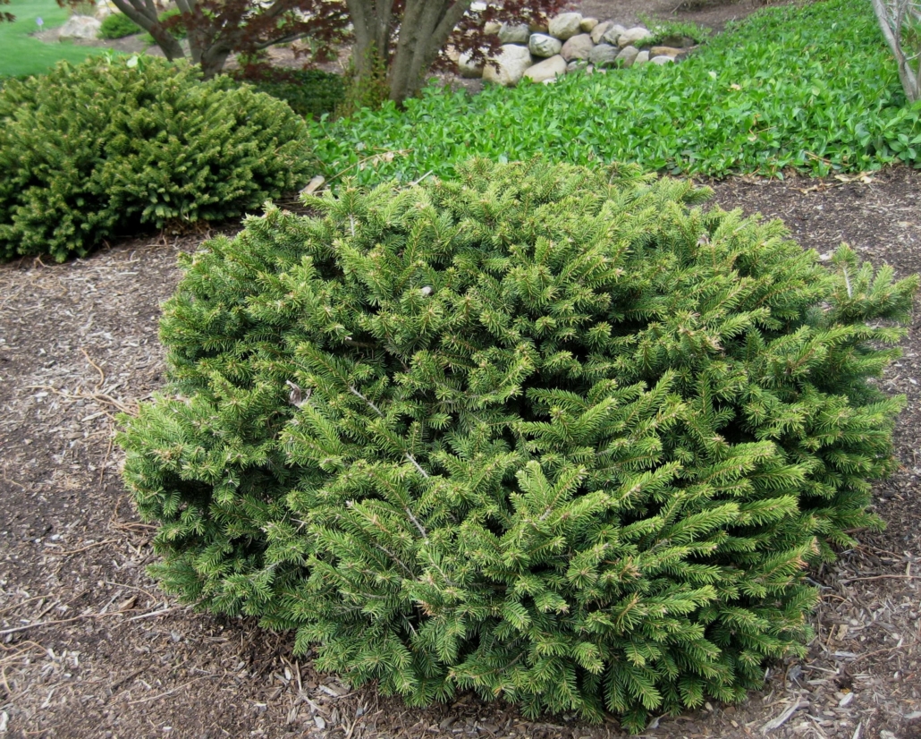 Dwarf Norway Spruce - thomsonslandscaping.com