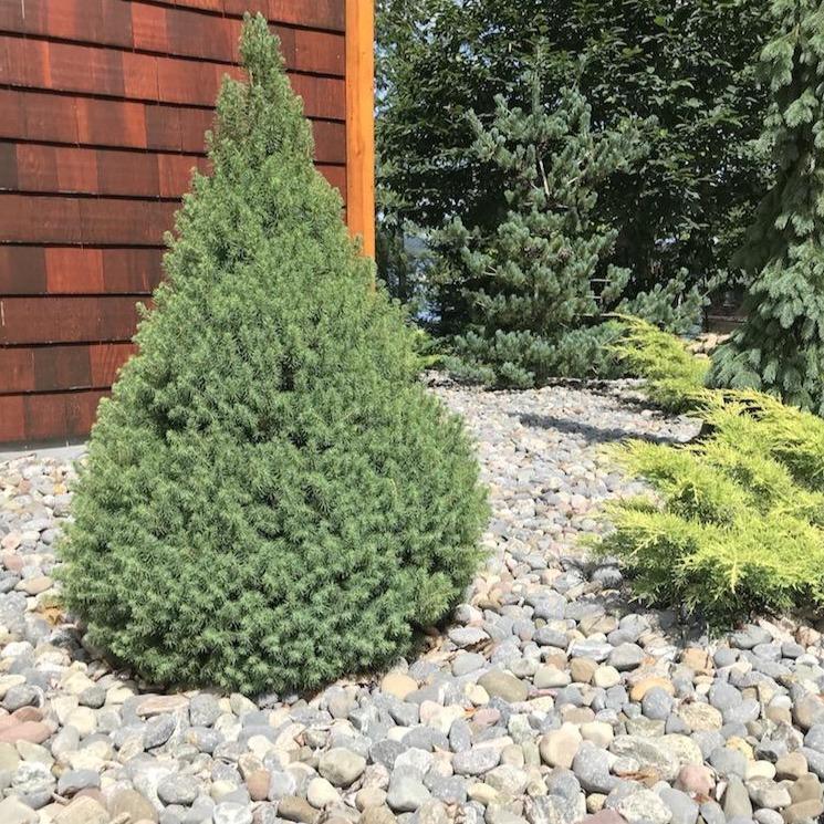 Dwarf Alberta Spruce - Thomsonslandscaping.com