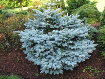 Dwarf Blue Spruce - thomsonslandscaping.com