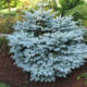Dwarf Blue Spruce - #2