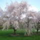 Pink Snow Showers Weeping Cherry - #15