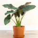 Regal Shields Alocasia - 10