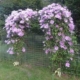 Nelly Moser Clematis - #1