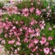 Rosy Jane Bee Blossom - impact