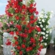 Bella Red Dipladenia - 6