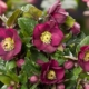 Bennotta Lenten Rose - #1