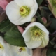 Bianco Lenten Rose - #1