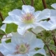 Kitty Clematis - 6