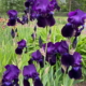 Sable Bearded Iris - #1