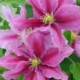 Vicki Clematis - 19cm