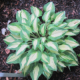 Fantasy Island Hosta - #1