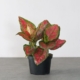 Very Red Chinese Evergreen - 6