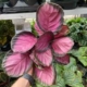 Pink Star Prayer Plant - 6