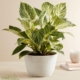 Birkin Philodendron - 6