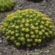 Little Miss Sunshine Sedum - #1