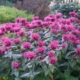 Pocahontas Purple Rose Bee Balm - 19cm