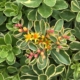 Variegated Sedum - #1