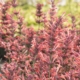 Assorted Agastache - #1