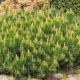 Mugus Mugho Pine - #3 12-15