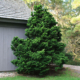 Slender Hinoki False Cypress - B&B 3/4'