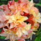 Cannons Double Pink Exbury Azalea - #3