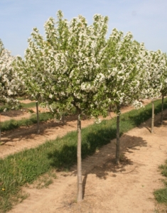 lollipop crabapple for sale near me