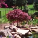 Red Dragon Maple - #20 30-36