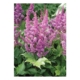 Visions Astilbe - #1