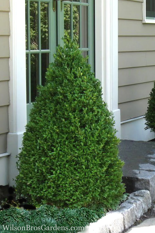 Green Mountain Boxwood