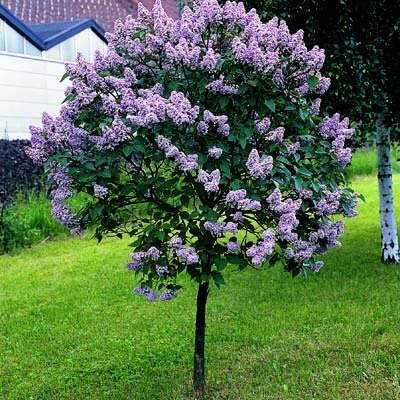 Miss Kim Dwarf Lilac P T Thomsonslandscaping Com