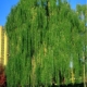 Green Weeping Willow - B&B 1.5