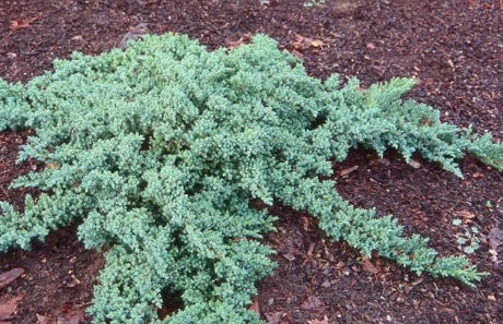 Dwarf Garden Juniper - thomsonslandscaping.com