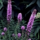 Kobold Liatris - #1